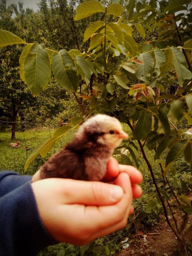 Agroturystyka U Babci Чхув Экстерьер фото